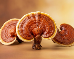 Ganoderma