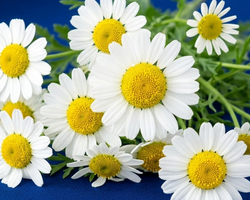 Manzanilla