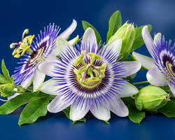 Pasiflora