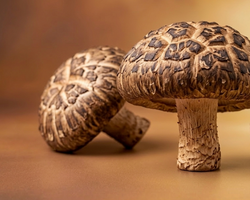 Shiitake