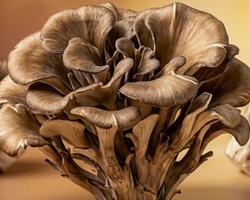 Maitake
